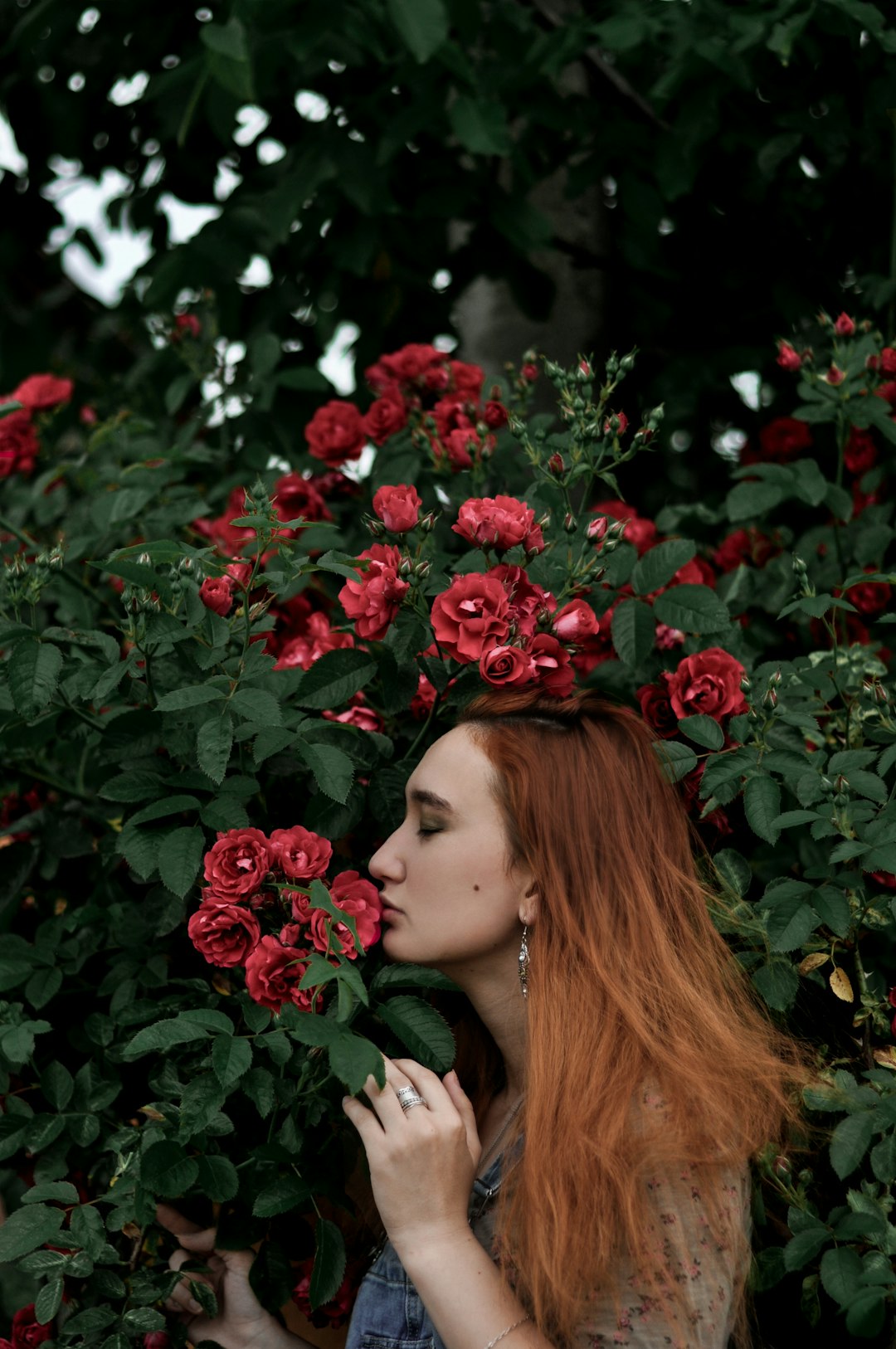 Common Yarrow