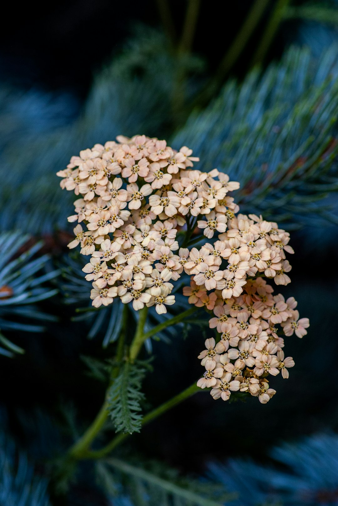 Rhodope Haberlea