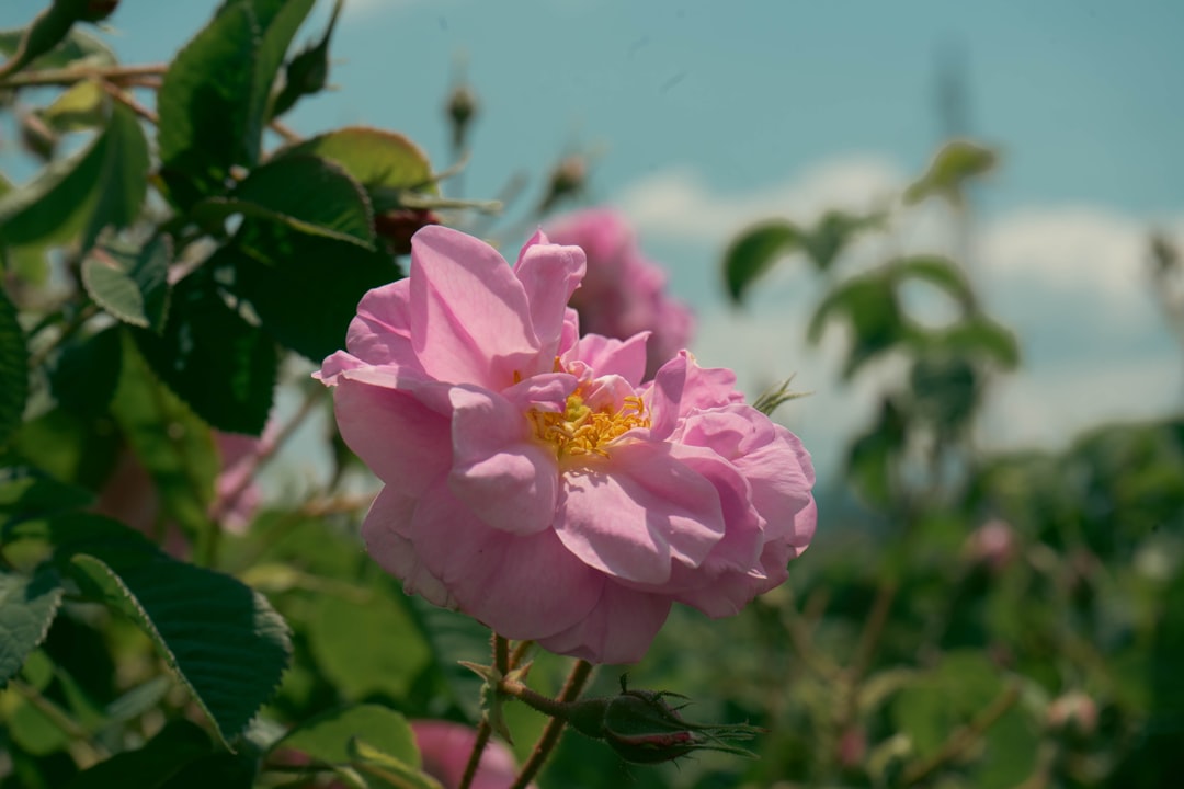 Bulgarian Blackberry