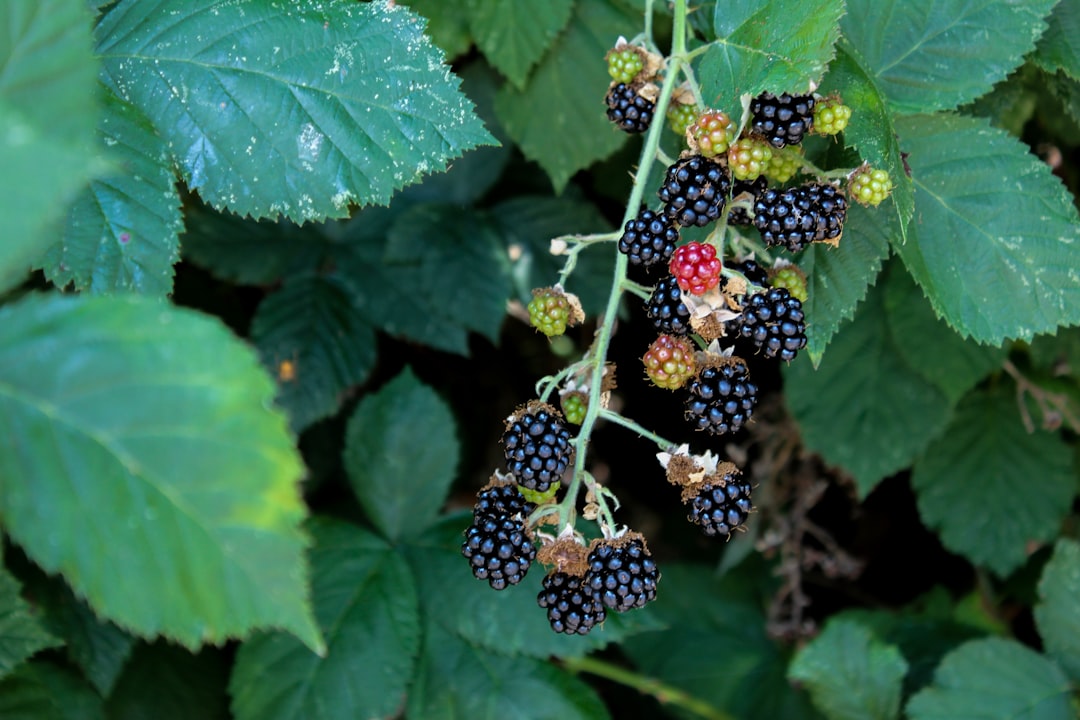 Drought-Resistant Plants