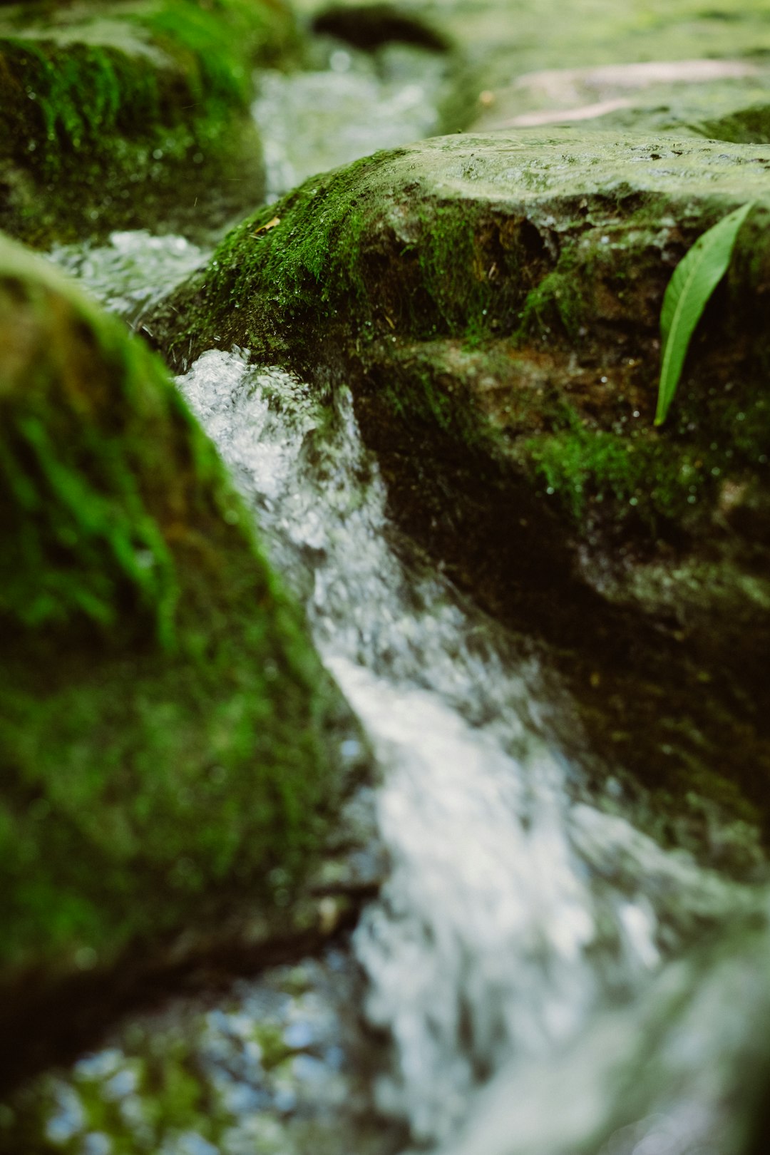 Rhodope Mountain Garden